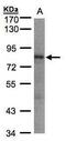 LIM Domains Containing 1 antibody, PA5-28491, Invitrogen Antibodies, Western Blot image 