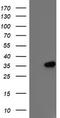Interferon Induced Protein 35 antibody, TA503363, Origene, Western Blot image 