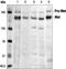 c-met antibody, GTX14700, GeneTex, Western Blot image 