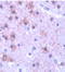 GluA1 antibody, ADI-905-416-1, Enzo Life Sciences, Immunohistochemistry frozen image 
