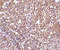 ORAI Calcium Release-Activated Calcium Modulator 1 antibody, 4281, ProSci, Immunohistochemistry paraffin image 