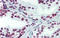 Zinc Finger Protein 835 antibody, orb325571, Biorbyt, Immunohistochemistry paraffin image 