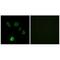 Fibroblast growth factor 18 antibody, A04181, Boster Biological Technology, Immunofluorescence image 