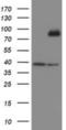 SKI Like Proto-Oncogene antibody, NBP2-03881, Novus Biologicals, Western Blot image 