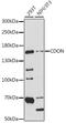 Cell Adhesion Associated, Oncogene Regulated antibody, 16-263, ProSci, Western Blot image 