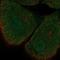 Src Kinase Associated Phosphoprotein 1 antibody, NBP1-87836, Novus Biologicals, Immunocytochemistry image 
