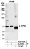 Epsin 2 antibody, A305-510A, Bethyl Labs, Immunoprecipitation image 
