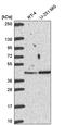 BRISC And BRCA1 A Complex Member 1 antibody, PA5-65868, Invitrogen Antibodies, Western Blot image 