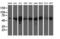 Probable Xaa-Pro aminopeptidase 3 antibody, LS-C337453, Lifespan Biosciences, Western Blot image 