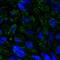 BTB Domain Containing 7 antibody, HPA049926, Atlas Antibodies, Immunofluorescence image 