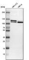 DNA ligase 3 antibody, PA5-52333, Invitrogen Antibodies, Western Blot image 