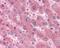 Serum amyloid A protein antibody, 49-782, ProSci, Immunohistochemistry frozen image 