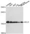 60S ribosomal protein L27 antibody, LS-C748104, Lifespan Biosciences, Western Blot image 