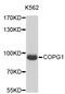 Coatomer Protein Complex Subunit Gamma 1 antibody, STJ23198, St John