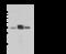 Pyrimidinergic Receptor P2Y6 antibody, 107142-T44, Sino Biological, Western Blot image 