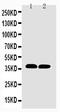 COXI antibody, PA1317-2, Boster Biological Technology, Western Blot image 