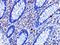CD82 Molecule antibody, NBP1-76775, Novus Biologicals, Immunohistochemistry paraffin image 