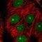 MAD2L1 Binding Protein antibody, HPA028729, Atlas Antibodies, Immunofluorescence image 