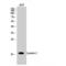Cystatin C antibody, LS-C383057, Lifespan Biosciences, Western Blot image 