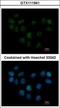 Structural Maintenance Of Chromosomes 1B antibody, GTX111941, GeneTex, Immunocytochemistry image 