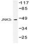 Mitogen-Activated Protein Kinase 8 antibody, AP20387PU-N, Origene, Western Blot image 