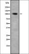 Rho GTPase Activating Protein 4 antibody, orb338658, Biorbyt, Western Blot image 