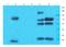 ATP Binding Cassette Subfamily G Member 2 (Junior Blood Group) antibody, orb155559, Biorbyt, Western Blot image 