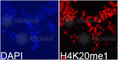Histone Cluster 4 H4 antibody, A2370, ABclonal Technology, Immunofluorescence image 