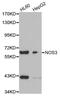 Nitric Oxide Synthase 3 antibody, orb135993, Biorbyt, Western Blot image 