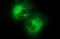 Collagen alpha-1(XV) chain antibody, M05581, Boster Biological Technology, Immunofluorescence image 