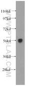 DnaJ homolog subfamily C member 7 antibody, 11090-1-AP, Proteintech Group, Western Blot image 