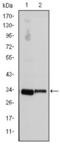 Cyclin D3 antibody, abx011702, Abbexa, Enzyme Linked Immunosorbent Assay image 