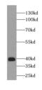 IST1 homolog antibody, FNab03874, FineTest, Western Blot image 