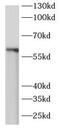 E3 ubiquitin-protein ligase ARIH2 antibody, FNab00569, FineTest, Western Blot image 
