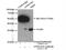 ATPase H+ Transporting V1 Subunit E2 antibody, 13235-1-AP, Proteintech Group, Immunoprecipitation image 