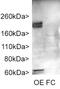AC-III antibody, MBS415604, MyBioSource, Western Blot image 