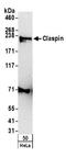 Claspin antibody, A300-266A, Bethyl Labs, Western Blot image 