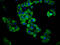 G Protein-Coupled Receptor 174 antibody, CSB-PA887146LA01HU, Cusabio, Immunofluorescence image 