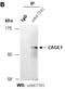 Cancer Antigen 1 antibody, orb67301, Biorbyt, Immunoprecipitation image 