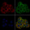 Phospholipase C Epsilon 1 antibody, GTX02580, GeneTex, Immunocytochemistry image 