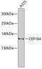 Centrosomal Protein 164 antibody, 23-999, ProSci, Western Blot image 