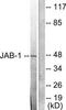 COP9 Signalosome Subunit 3 antibody, TA313008, Origene, Western Blot image 