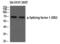 Splicing Factor 1 antibody, PA5-40282, Invitrogen Antibodies, Western Blot image 