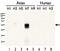 Influenza A Virus Hemagglutinin  antibody, PA5-34923, Invitrogen Antibodies, Western Blot image 