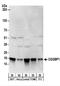 CGG Triplet Repeat Binding Protein 1 antibody, NBP2-22324, Novus Biologicals, Western Blot image 