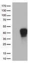 TNF Receptor Superfamily Member 9 antibody, LS-C796521, Lifespan Biosciences, Western Blot image 