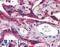 Myostatin antibody, LS-B3898, Lifespan Biosciences, Immunohistochemistry paraffin image 