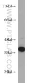 Intelectin-1 antibody, 11770-1-AP, Proteintech Group, Western Blot image 