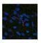 Leptin antibody, NBP1-59324, Novus Biologicals, Immunocytochemistry image 