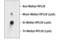 Ribosomal Protein L29 antibody, 19495S, Cell Signaling Technology, Dot Blot image 